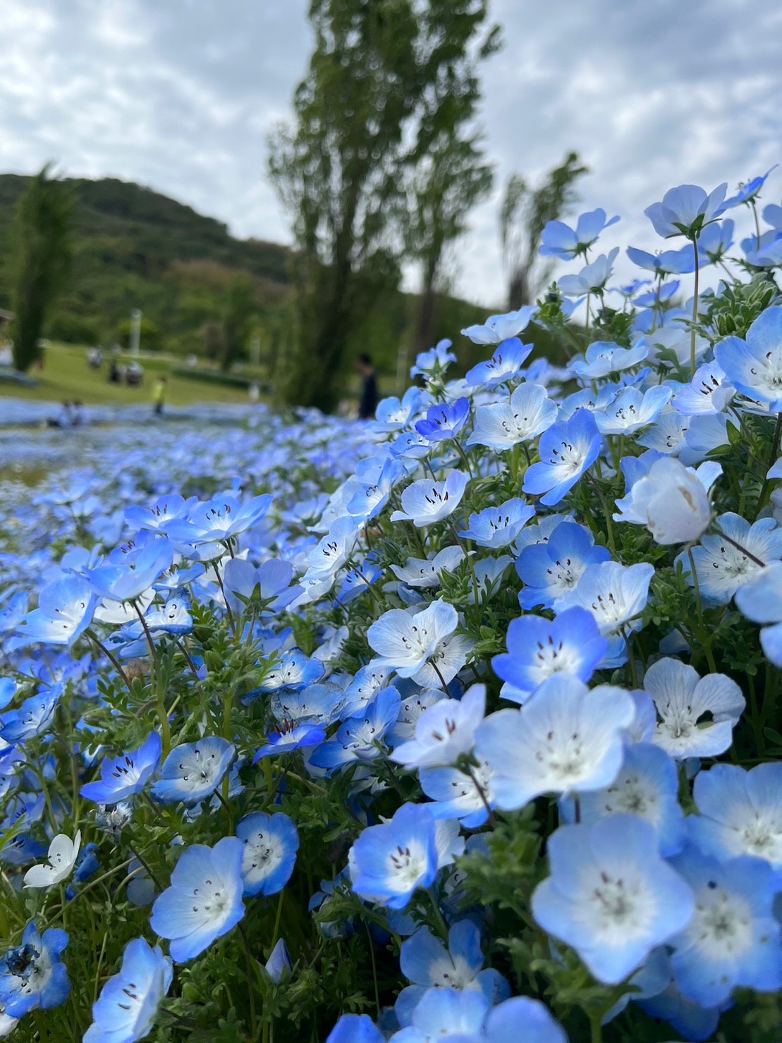 2023年5月24日｜ネモフィラ🌼 | アイデザインホーム