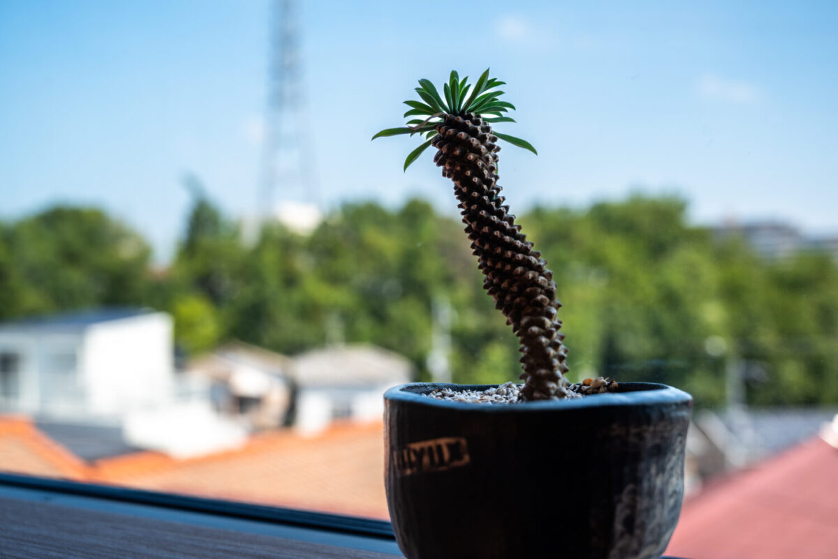 大阪の注文住宅はアイデザインホーム | 大阪府和泉市で建て替えをされたオーナー様にインタビューさせていただきました。 「家にいながら外を感じる」景色とつながる2階リビングの家